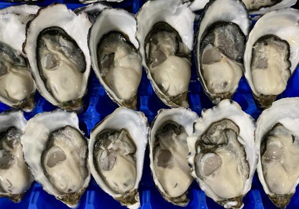 Oysters1